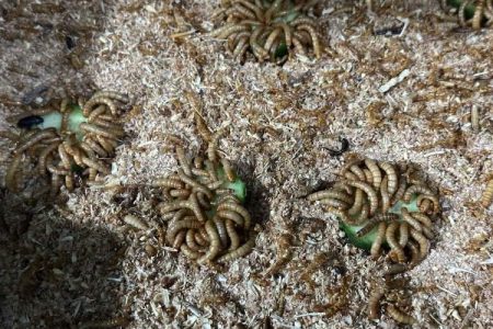 حشره میل‌ورم، راهی نو برای اشتغال زنان سیستان