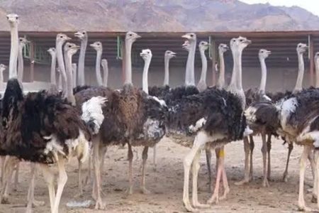 پرورش شترمرغ، فرصت طلایی اشتغال در زهک