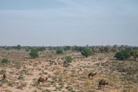 اجرای مقابله با ورود شتر به تالاب هامون