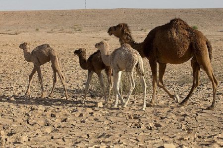 طلای زنده‌ای که اشتغال می‌آفریند