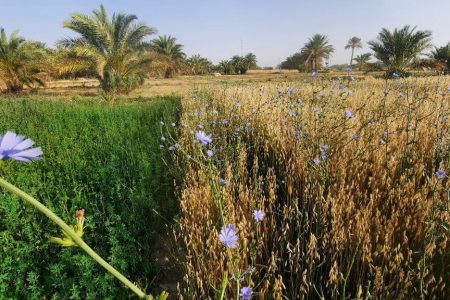 روستای گرسامان نگینی پنهان در دل مهرستان