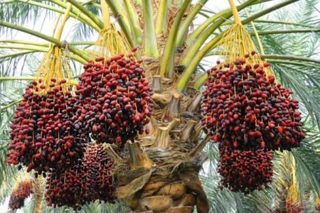 سراوان گنجینه خرمای ایران با تنوع ژنتیکی