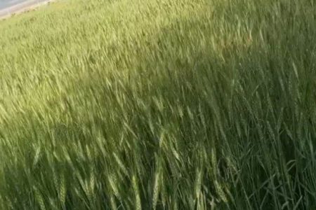 دسترنجی با طعم تشنگی