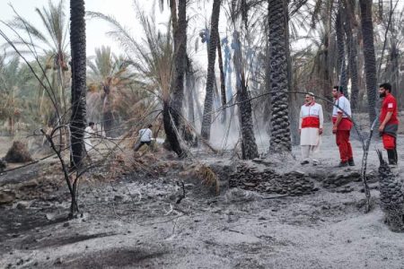 بیش از ۳۰۰ نخل بارور قربانی گرمای هوا