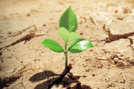 درختان جان‌پناه شهر زهک شدند