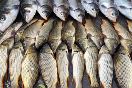 استخرهای دو منظوره محرک اشتغال در شهرستان دشتیاری