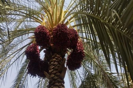 معجزه خرما در دل کوهستان در شهرستان فنوج