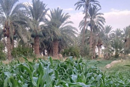 نگین سبز و گنجینه‌ای از طبیعت بکر بلوچستان