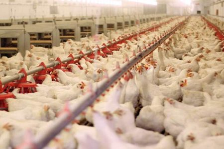 سیستانوبلوچستان در تولید مرغ خودکفا شد