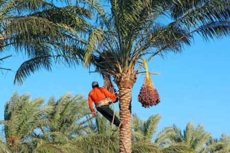 جشن هامین فرصتی برای معرفی فرهنگ راسک