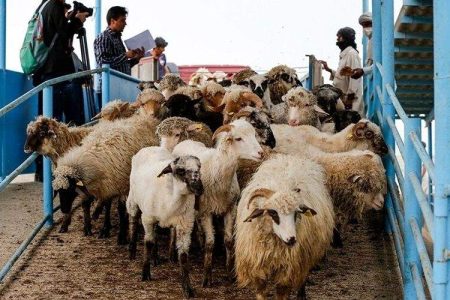 سراوان مسیری مطمئن برای تجارت دام