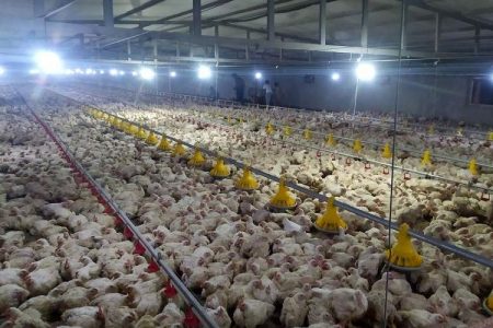 توسعه مرغداری کلید اشتغال در راسک