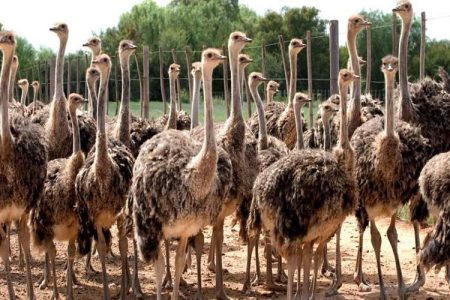 صنعت شترمرغ فرصت طلایی برای سرمایه‌گذاری در سیستان