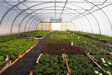 جهش کشاورزی زهک با توسعه گلخانه‌ها