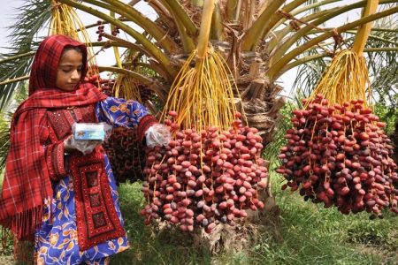سیستان‌وبلوچستان نگین درخشان صنعت خرمای ایران