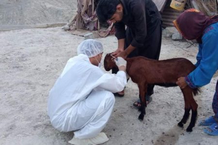 بیش‌ از ۱۳ هزار راس دام واکسینه شدند