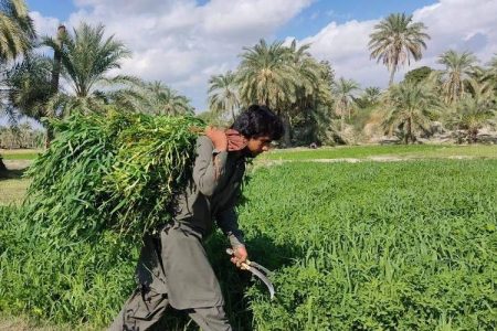 شهرستان قصرقند قطب برداشت شبدر برسیم در سیستان‌وبلوچستان