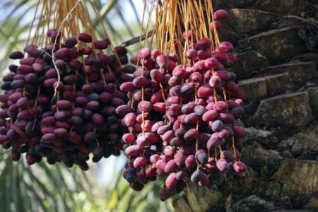 خرمای سراوان در مسیر شکوفایی تولید و صادرات