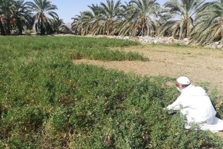 ایرانشهر پیشتاز کشاورزی پایدار در جنوب سیستان‌وبلوچستان
