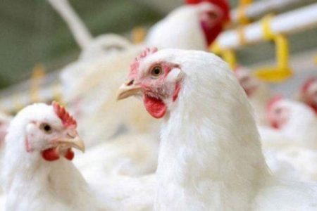 کاهش چشمگیر قیمت مرغ در سراوان