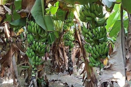 تبدیل تهدید به فرصت در شهرستان زرآباد