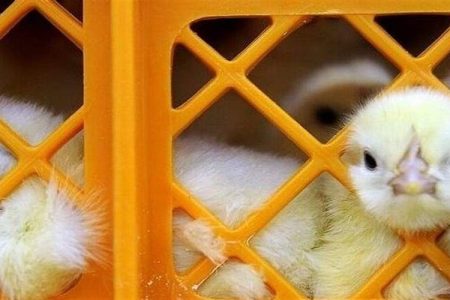 توزیع ۶ هزار جوجه مرغ بومی