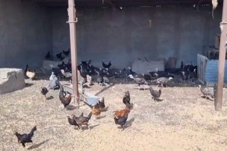 پرورش مرغ محلی موتور محرک معیشت خانوارهای روستایی