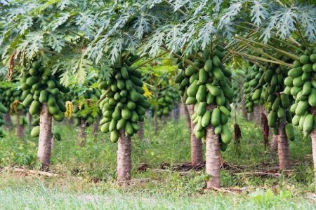 پاپایا میوه استوایی در دل شهرستان سرباز