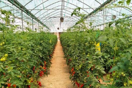گلخانههای زهک الگوی جهش اقتصادی در دل کویر