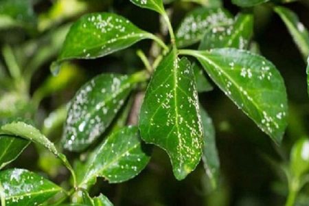 مدیریت یکپارچه آفات راه‌حل پایدار تولیدات گلخانه‌ای