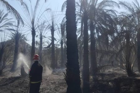 بیش از ۱۵۰ نخل بارور درآتش سوخت