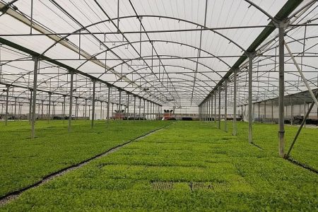 گلخانههای سیستانوبلوچستان موتور محرک اشتغال پایدار