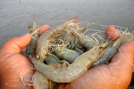 دریای جنوب شرق فرصت طلایی برای تولید میگو