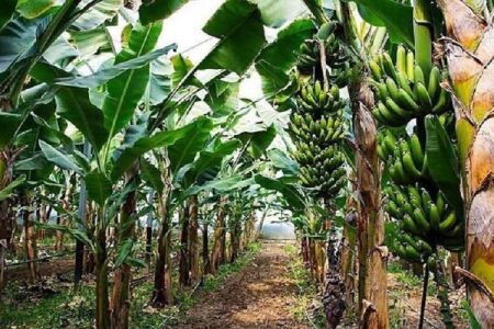 سیستان‌وبلوچستان قطب تولید موز کشور