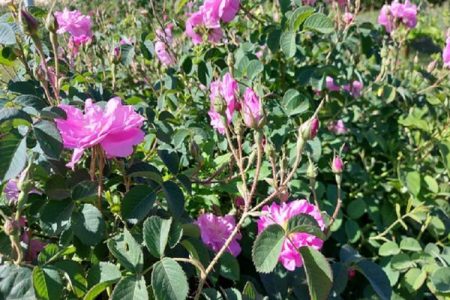 صادرات محصولات گلخانه‌ای سیستان‌وبلوچستان به بازارهای جهانی