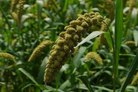 کشت ارزن راهبردی نوین برای توسعه پایدار کشاورزی