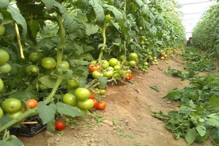صادرات محصولات گلخانهای سیستانوبلوچستان به ۱۳۵۰ تُن رسید