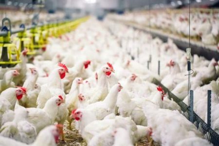 نیمروز پیشتاز نوین صنعت تولید پروتئین کشور