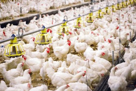 تصویب ۱۳ طرح پرورش مرغ گوشتی در سیستان‌وبلوچستان