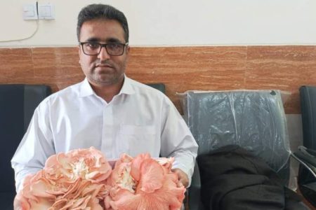 نخستین برداشت قارچ صدفی در کیشکور