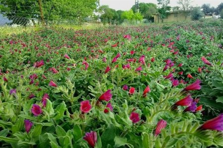 نقص زنجیره ارزش عامل خامفروشی گیاهان دارویی