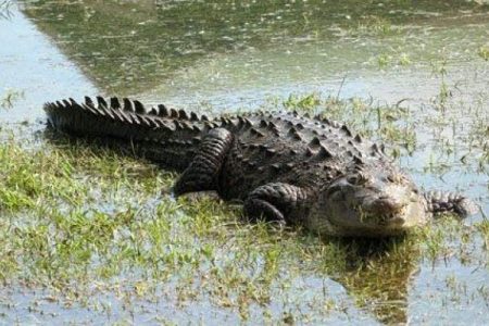 بارندگی کم‌سابقه تهدیدی برای زیستگاه گاندوها