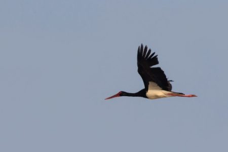 مشاهده لک‌لک سیاه پس از هفت سال در زهک