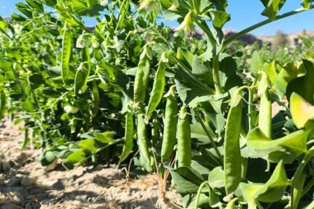 نخودسبز نویدبخش رونق اقتصادی شهرستان سرباز