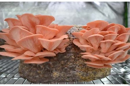 اولین برداشت قارچ صدفی آموزش را به ثمر نشاند