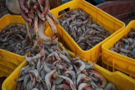 خیز بلند میگوی جنوب سیستان‌وبلوچستان به قله تولید