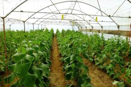 شکوفایی تولید با حمایت بسیج سازندگی در زهک