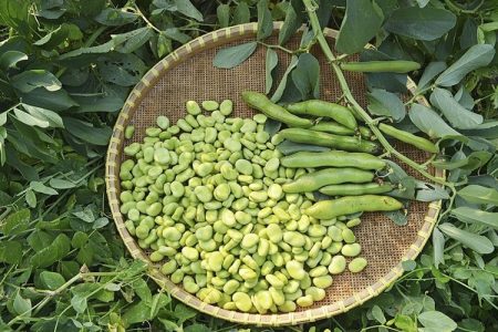 باقلا گوهری سبز در دل خاک بلوچستان