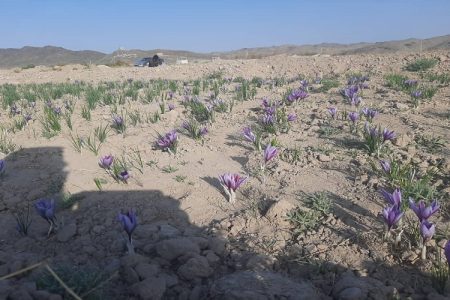 زعفران قهرمان سازگاری با اقلیم خشک سیستان‌وبلوچستان