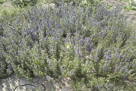 نقص زنجیره ارزش عامل خام‌ فروشی گیاهان دارویی